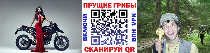 купить   Сибай  Псилоцибиновые грибы Psilocybe 